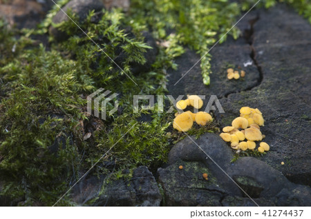 Bisporella citrina [Calycella citrina] 41274437