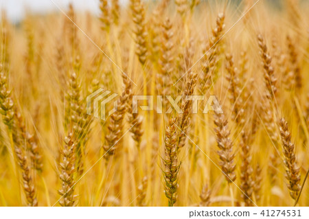 Wheat's wheat barley 41274531