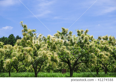 Chestnut flower chestnut Chestnut flower chestnut 41274588
