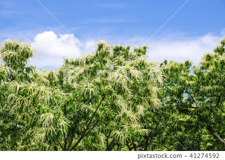 Chestnut flower chestnut Chestnut flower chestnut 41274592