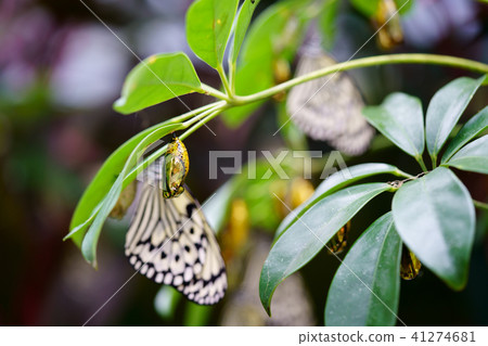Spodoptera litura and pupa 41274681