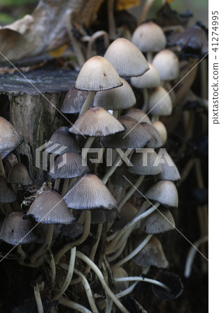 Coprinus micaceus mushroom 41274995
