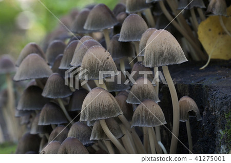 Coprinus micaceus mushroom Coprinus micaceus mushroom 41275001
