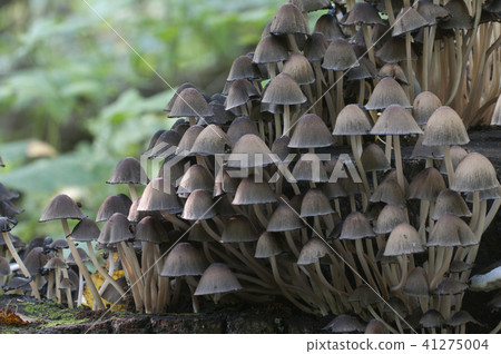 Coprinus micaceus mushroom 41275004