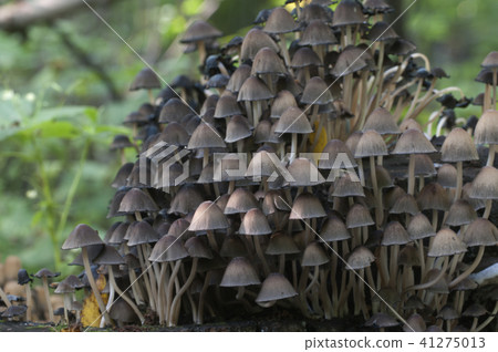 Coprinus micaceus mushroom Coprinus micaceus mushroom 41275013