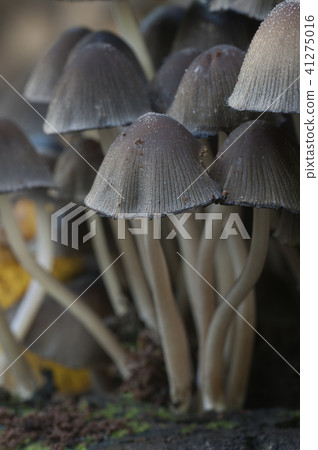 Coprinus micaceus mushroom 41275016