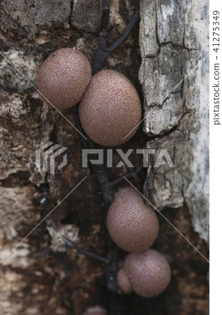 Lycogala epidendrum 41275349