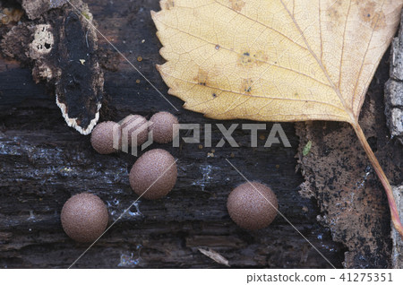 Lichenomphalia umbellifera mushroom 41275351