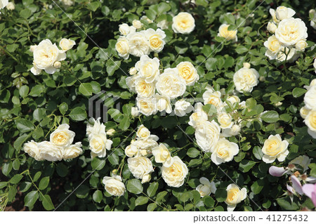 Rose Vanilla Bonica 41275432