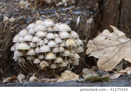 Mycena galericulata mushrooms 41275433