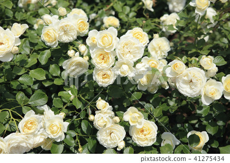 玫瑰香草Bonica 41275434