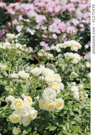 Rose Vanilla Bonica 41275439