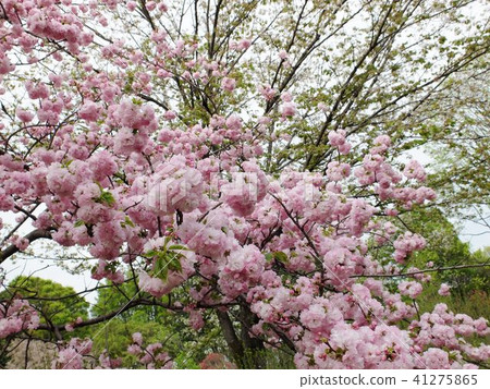 盛開的雙櫻花和新鮮綠色的芽 41275865