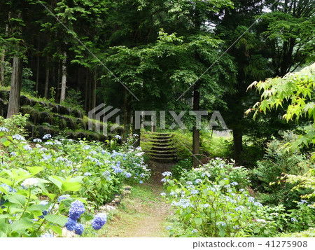 Hydrangea mountain temple Sanko-ji 41275908