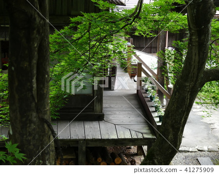 Hydrangea mountain temple Sanko-ji 41275909
