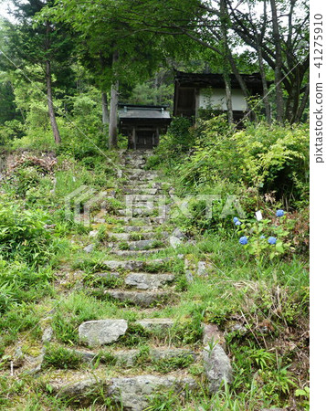 Hydrangea mountain temple Sanko-ji 41275910