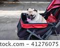 Puppy pug dog smiling and sitting in the stroller  41276075
