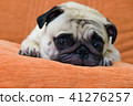 puppy pug dog sleeping on orange sofa 41276257