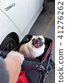 Puppy pug dog smiling and sitting in the stroller 41276262