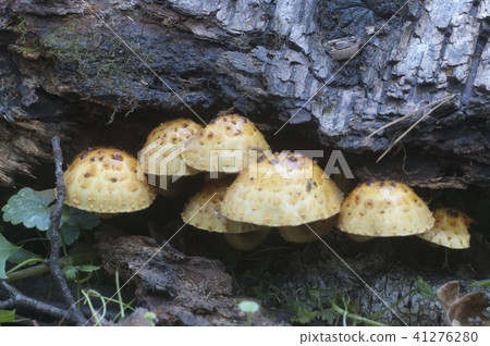Pholiota aurivella mushroom Pholiota aurivella mushroom 41276280