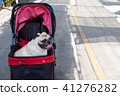 Puppy pug dog smiling and sitting in the stroller 41276282