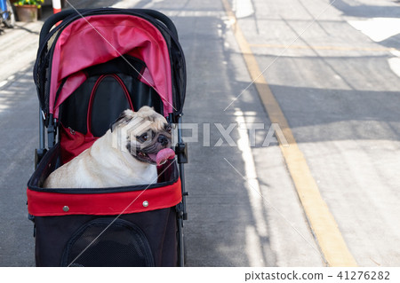 Puppy pug dog smiling and sitting in the stroller Puppy pug dog smiling and sitting in the stroller 41276282
