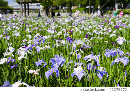 Farewell at the Itako Farewell at the Itako 41276372