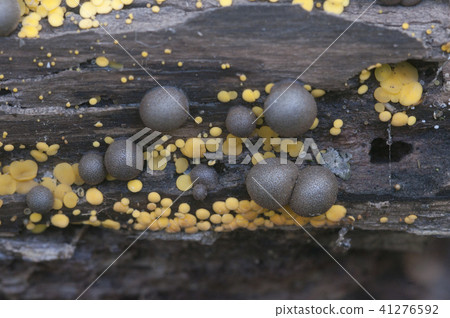 Lycogala epidendrum and Bisporella citrina 41276592