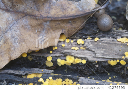 Lycogala epidendrum and Bisporella citrina 41276593