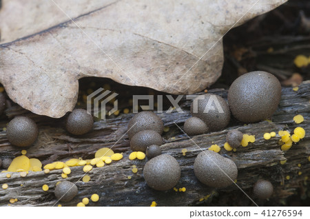 Lycogala epidendrum and Bisporella citrina Lycogala epidendrum and Bisporella citrina 41276594