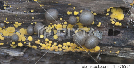 Lycogala epidendrum and Bisporella citrina Lycogala epidendrum and Bisporella citrina 41276595