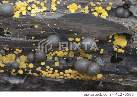 Lycogala epidendrum and Bisporella citrina Lycogala epidendrum and Bisporella citrina 41276596