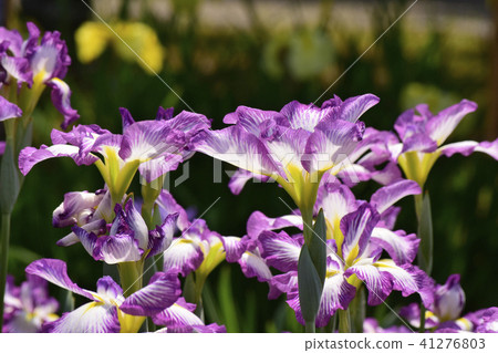 Hanasaka Hanasawa Hanasaka Hanasawa 41276803