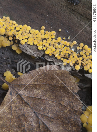 Bisporella citrina [Calycella citrina] 41276908