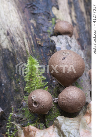 Puffball mushrooms on a stump 41277017