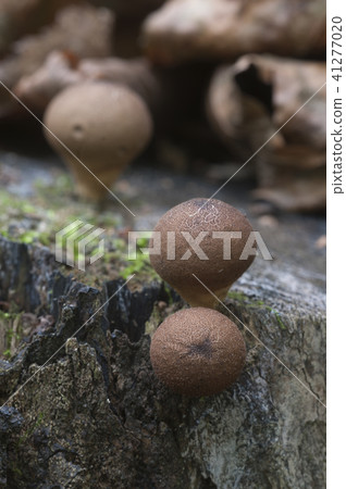Puffball mushrooms on a stump 41277020