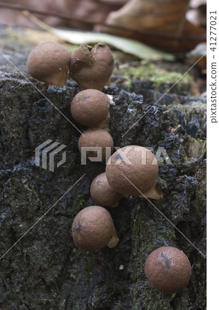 Puffball mushrooms on a stump 41277021