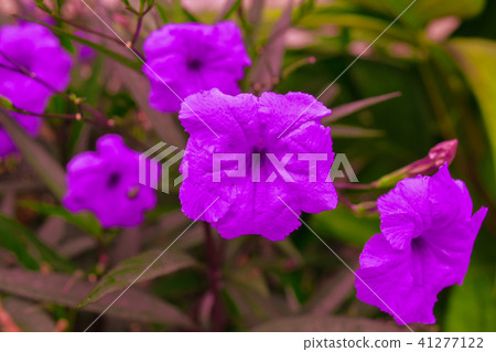 Purple flowers 41277122