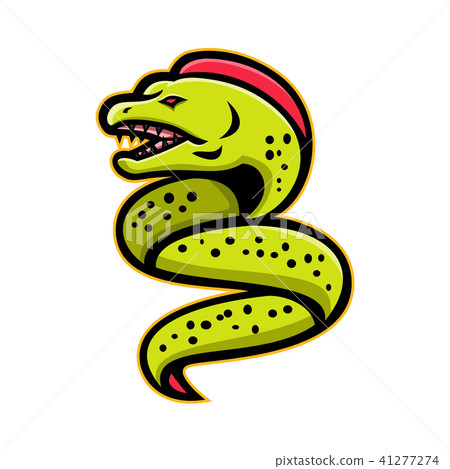 Moray Eel Sports Mascot Moray Eel Sports Mascot 41277274