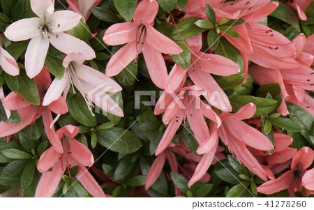 Satsuki's flower 41278260