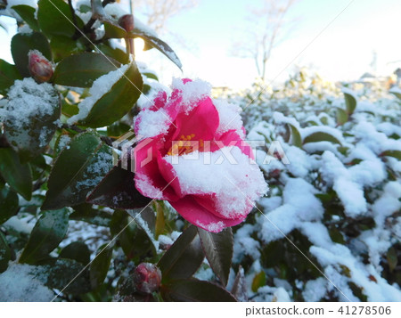 雪山茶花 41278506