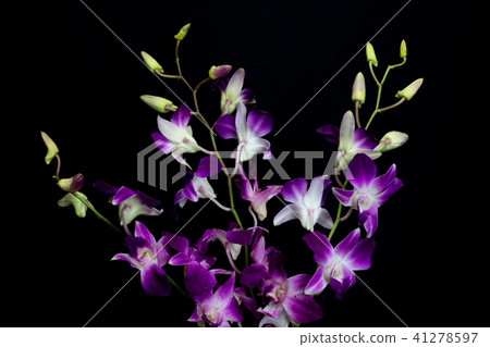 蘭花 41278597