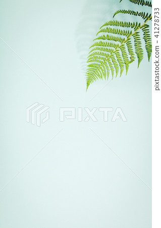 Fern leaves on blue background 41278733