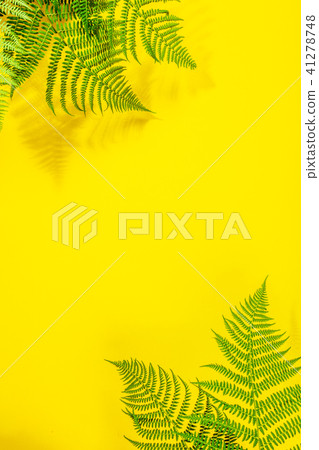 Fern leaves on yekkow background 41278748