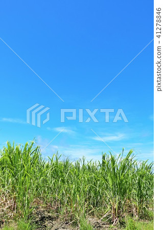 Sugar cane field of Okinawa blue sky Sugar cane field of Okinawa blue sky 41278846