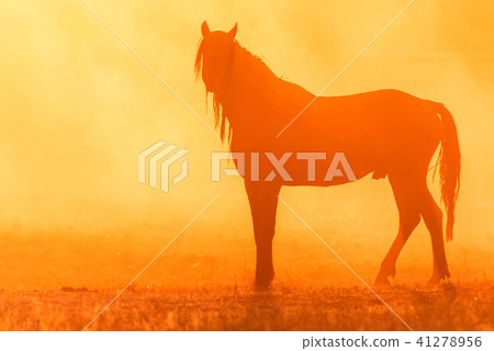 Wild horse grazes in the meadow at sunset 41278956