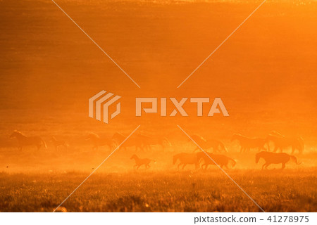 Wild horses graze in the meadow at sunset 41278975