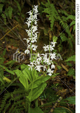 Amamiebine Amamiebine 41279457