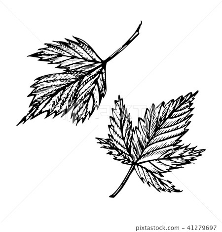 Hand drawn black currant sketch set. Forest berries illustrations. Isolated on white background. Hand drawn black currant sketch set. Forest berries illustrations. Isolated on white background. 41279697