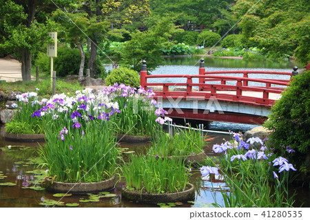 The irises of Tozaian 41280535